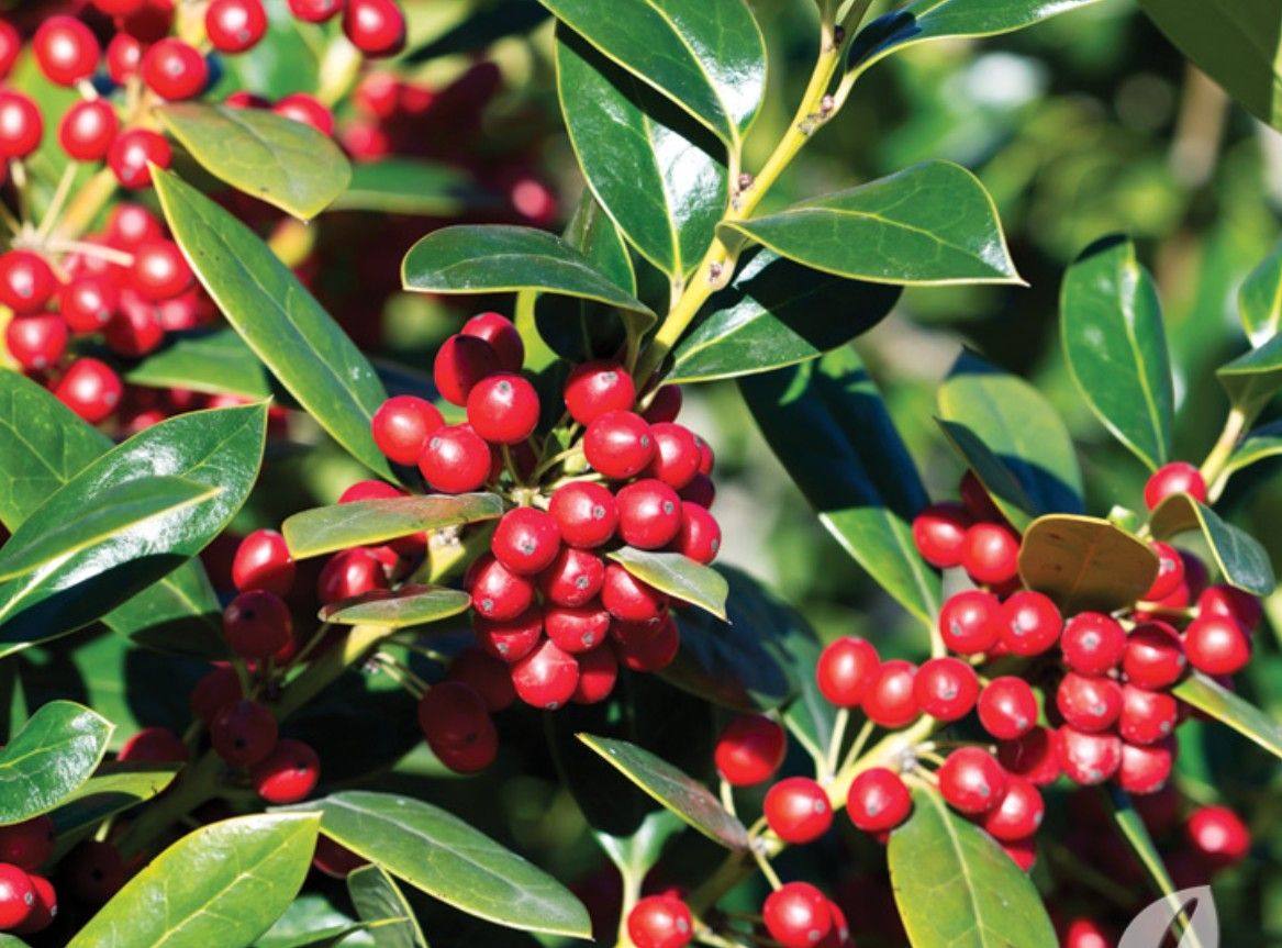 Needlepoint Holly Tree 5ft 5gallon Fully Grown