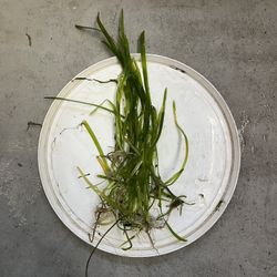 Aquarium Plant Package