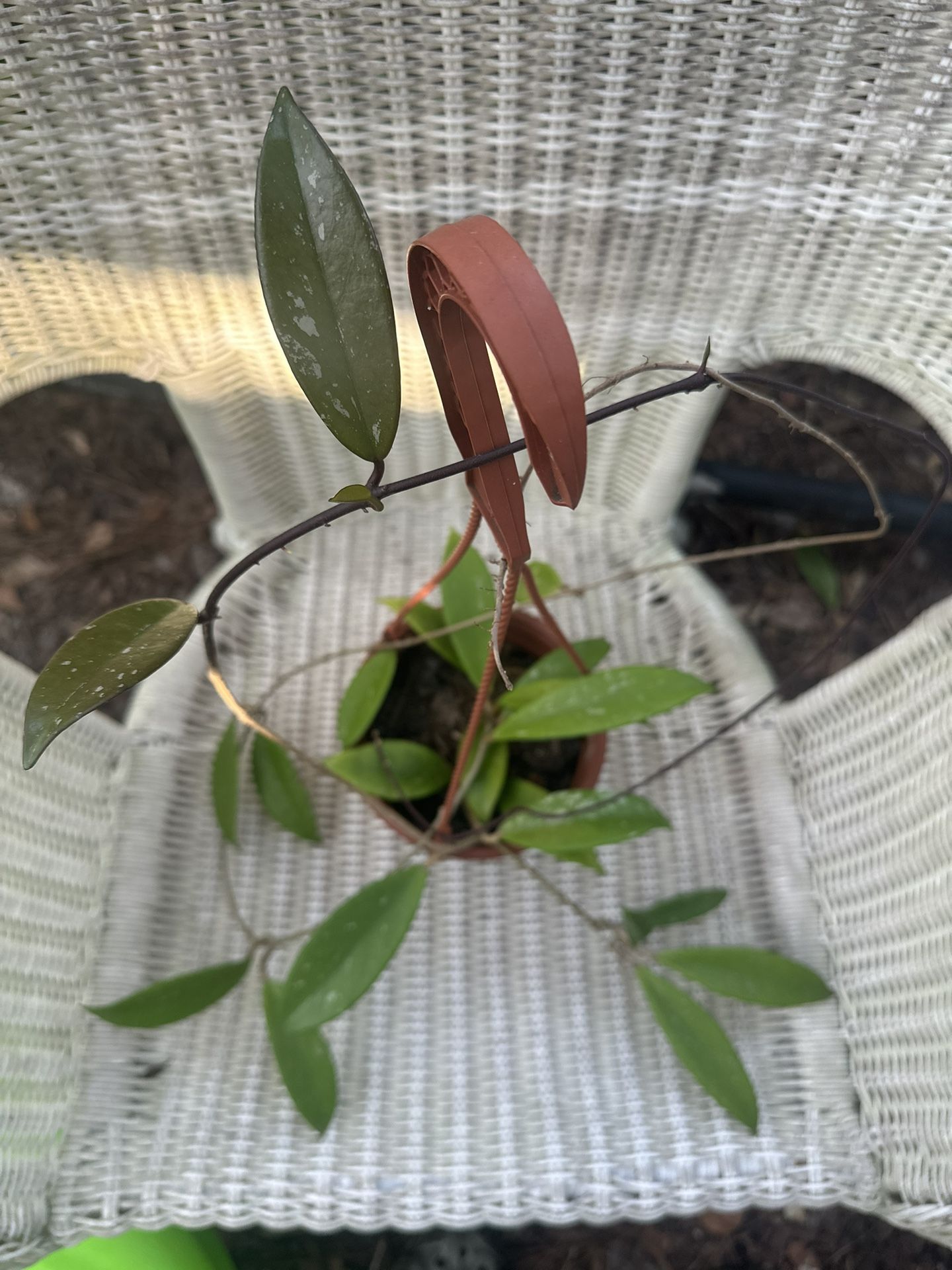 Hoya Pubicalyx Splash 6” Hanging Pot / Rare Tropical Houseplant