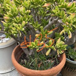 Jade Baby Toes In Terracotta Pot