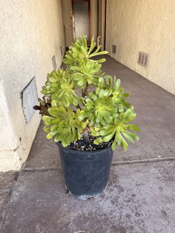Aeonium Arboreum Atropurpureum Rose Succulent