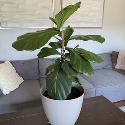 Beautiful Fiddle Leaf Tree