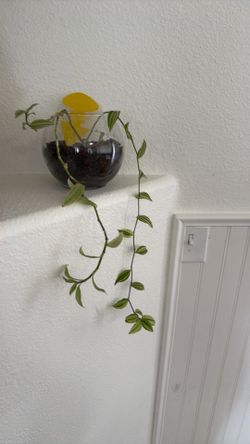 Trailing Houseplant in Round Glass Bowl