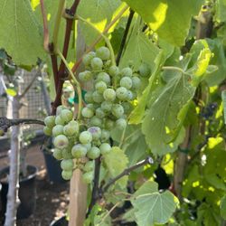 Grape Vines- Olallieberry Plants- Blueberry Plants- Blackberry Plants- Gooseberry Plants- Marionberry Plants - Strawberry Plants- 