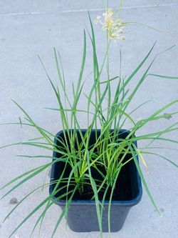 Chinese chives. Plants 🪴