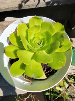 Canary Aeonium
