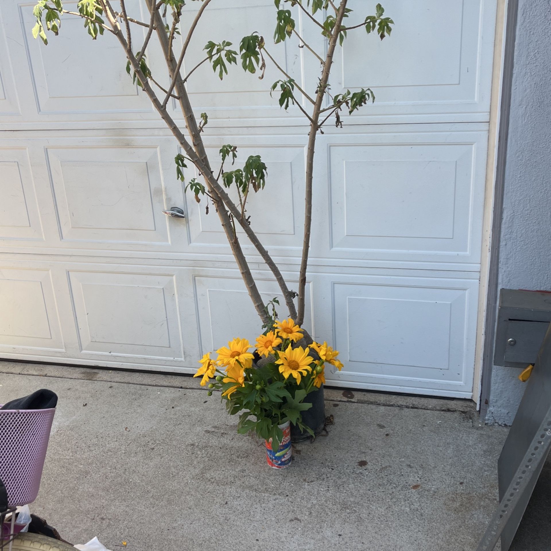 8’ Tall Yellow Daisies Shrub