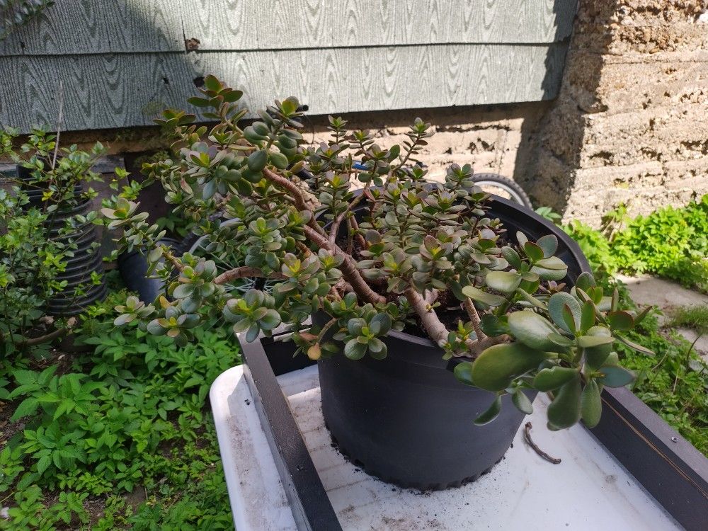 30+ Year Old JADE PLANT