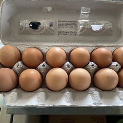 Fresh Eggs
