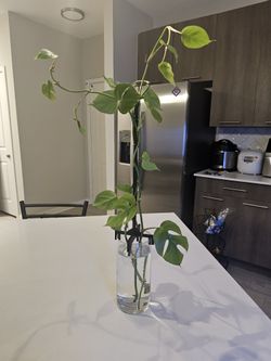 Mini monstera for sale