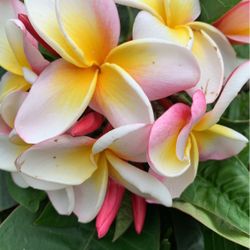 pedazo de plumeria arcoíris 