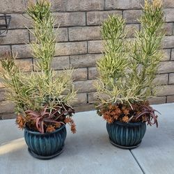 FIRESTICKS   IN   A   BLUE   CERAMIC  POT  WITH   MISCELLANEOUS  SUCCULENT   PLANTS   $ 75 /   EACH  POT