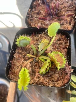 carnivores plants