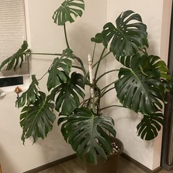 Monstera Plant - Mature