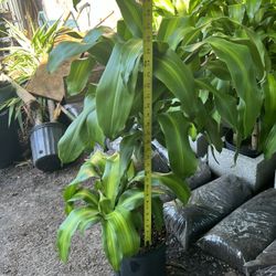 Dracaena Mass Cane ( Double) In 3 gls Pot. SPECIAL PRICE 🤩