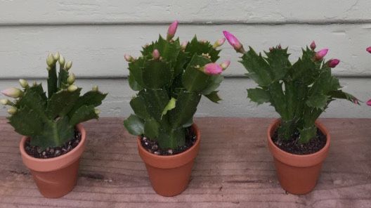 Holiday Cactus. 