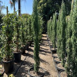 Cypress Hedge