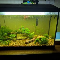 20 Gallon Aquarium