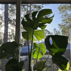 House Plants 🌱