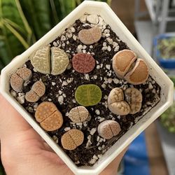Lithops - Colorful Rooted Living Stones Plants 