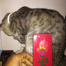 iPhone Se 2022