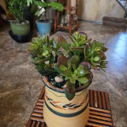 Healthy Jade Plant In 8in Ceramic Pot With Drainage 