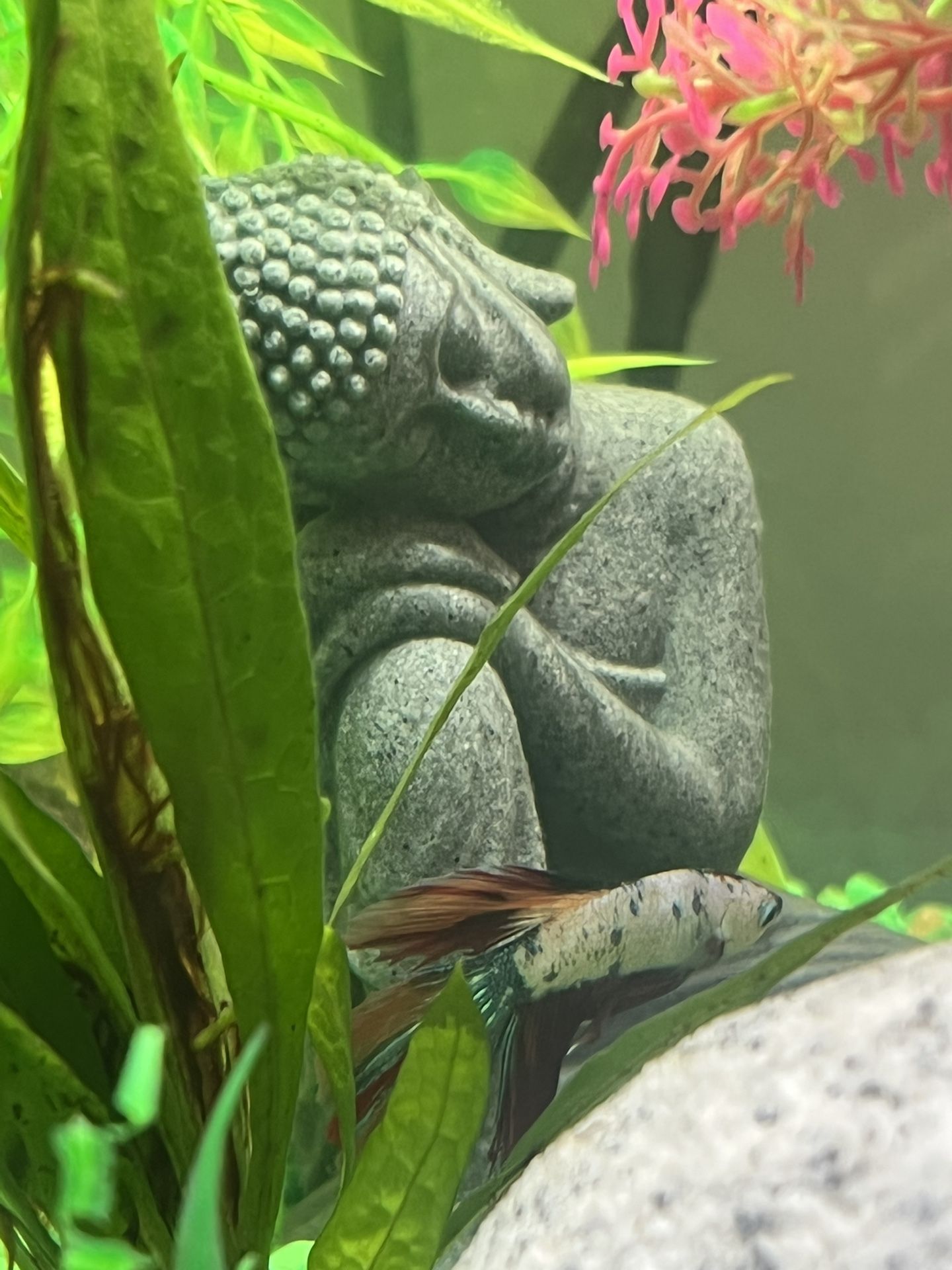 Fish tank 10 Gallon