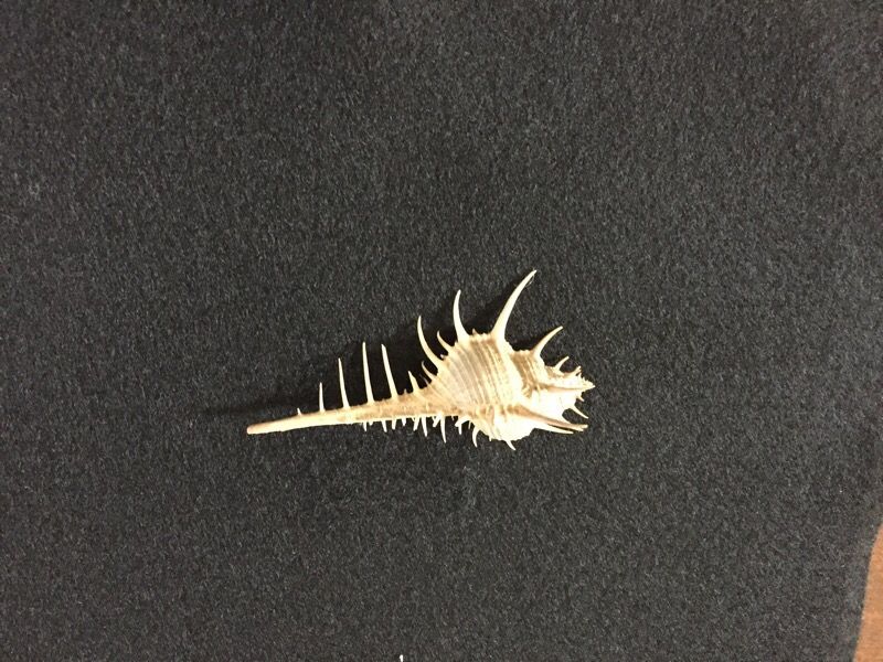 Sea shell