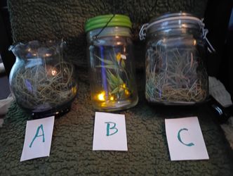 Decorative Glass Desktop Terrarium "CHOSE"...One Of A Kind. 