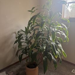 Plants - Free to a Good Home