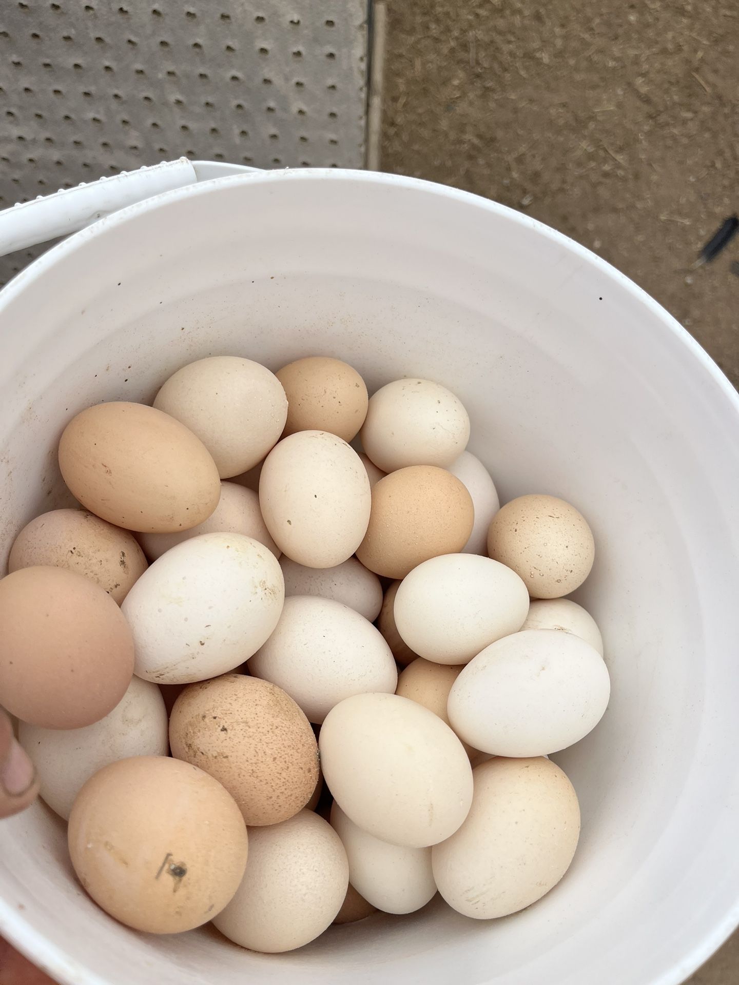 Fresh Eggs Range Free Hens Huevos De Gallina