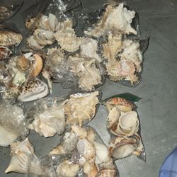 Shells All For 25