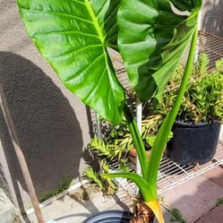Planta, Oreja De Elefante Grandes Hojas