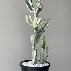 Euphorbia Lactea | White Ghost Cactus | Variegated Dragon Bones Succulent Plant