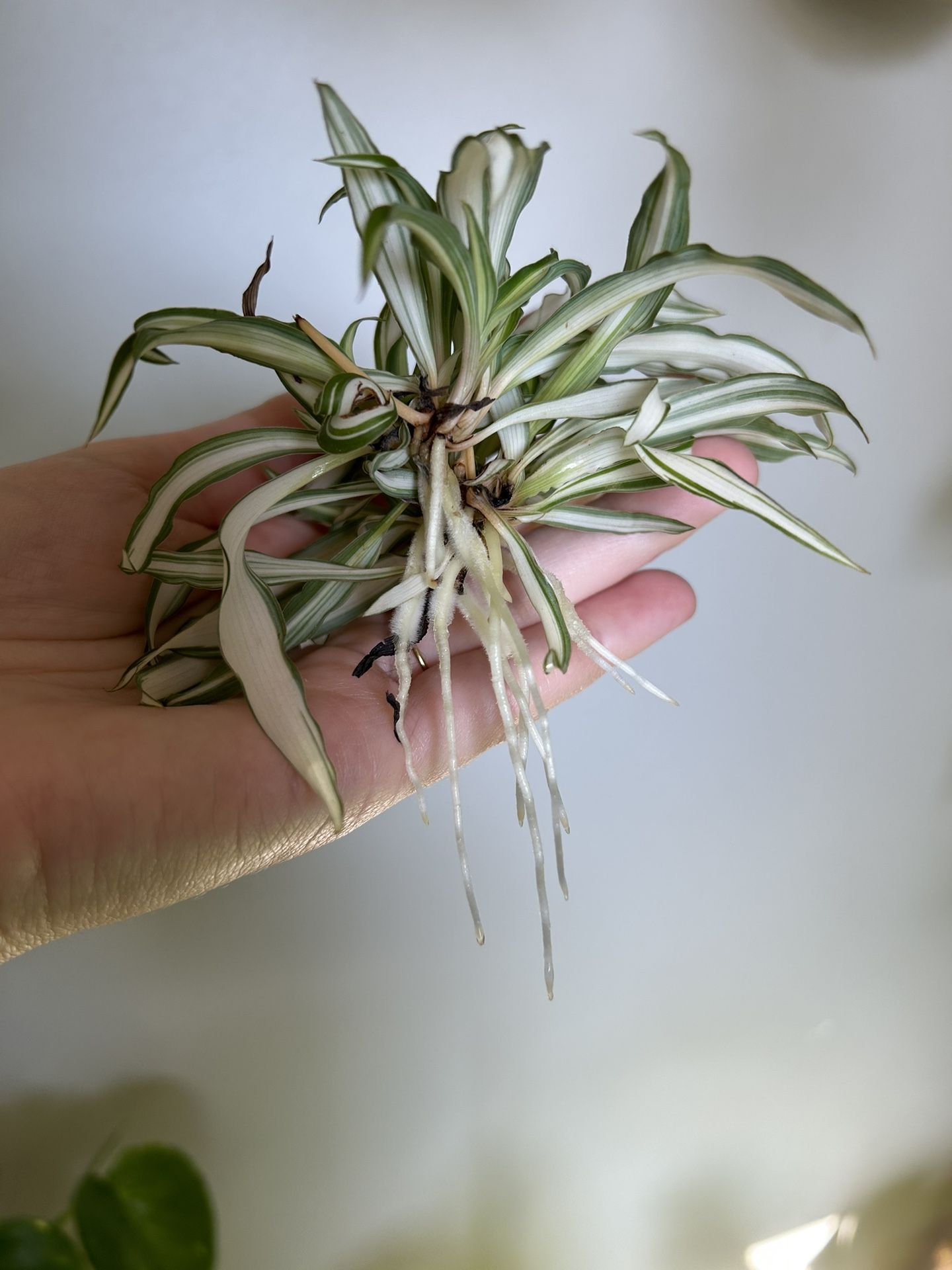 Variegated Spider Plant