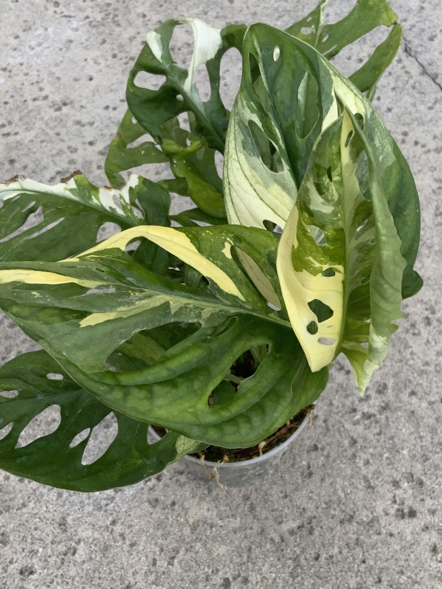 Monstera Adansonii Albo Variegated