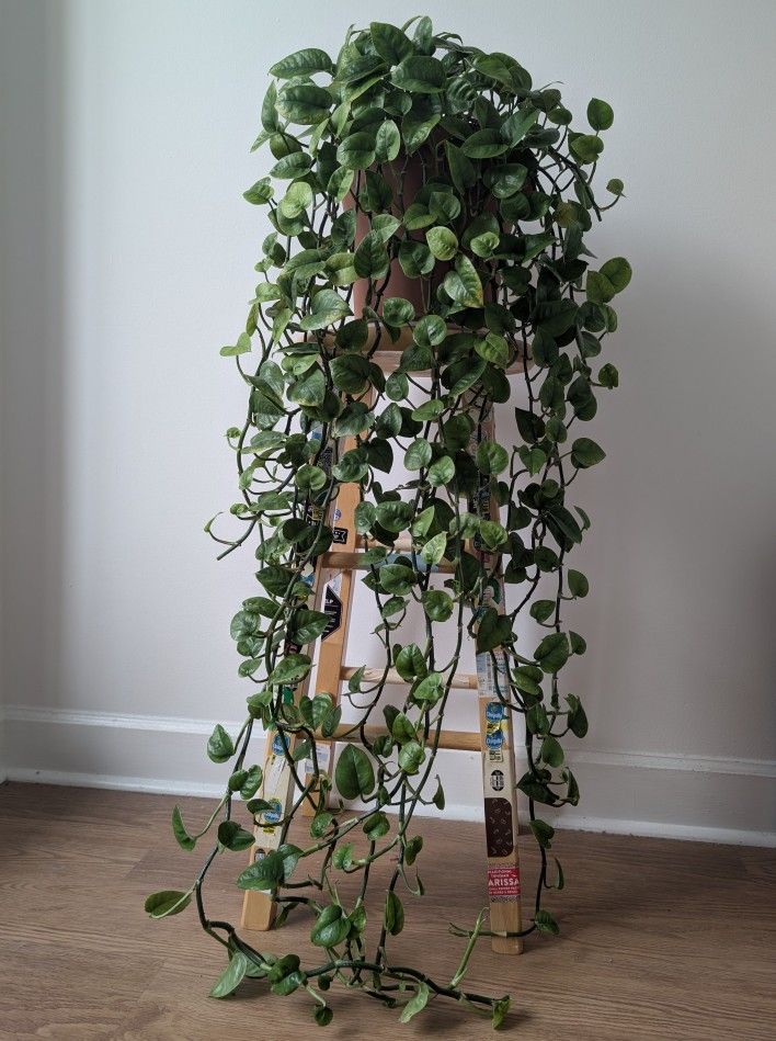 Large Jade Pothos