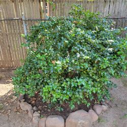 Holly Bush ( China Blue Girl)