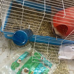 guinea pig enclosure/cage 