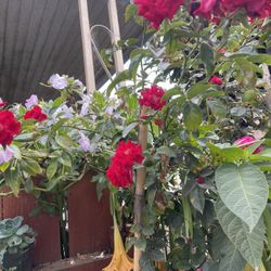 Full Grown Rose Tree For Sale