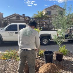 Tree Plantingan And  Plants 