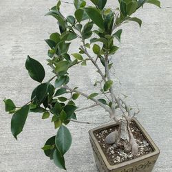 Ficus Bonsai Tree Plant with Ceramic pot