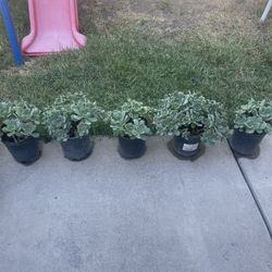 Succulent Plant 🪴 