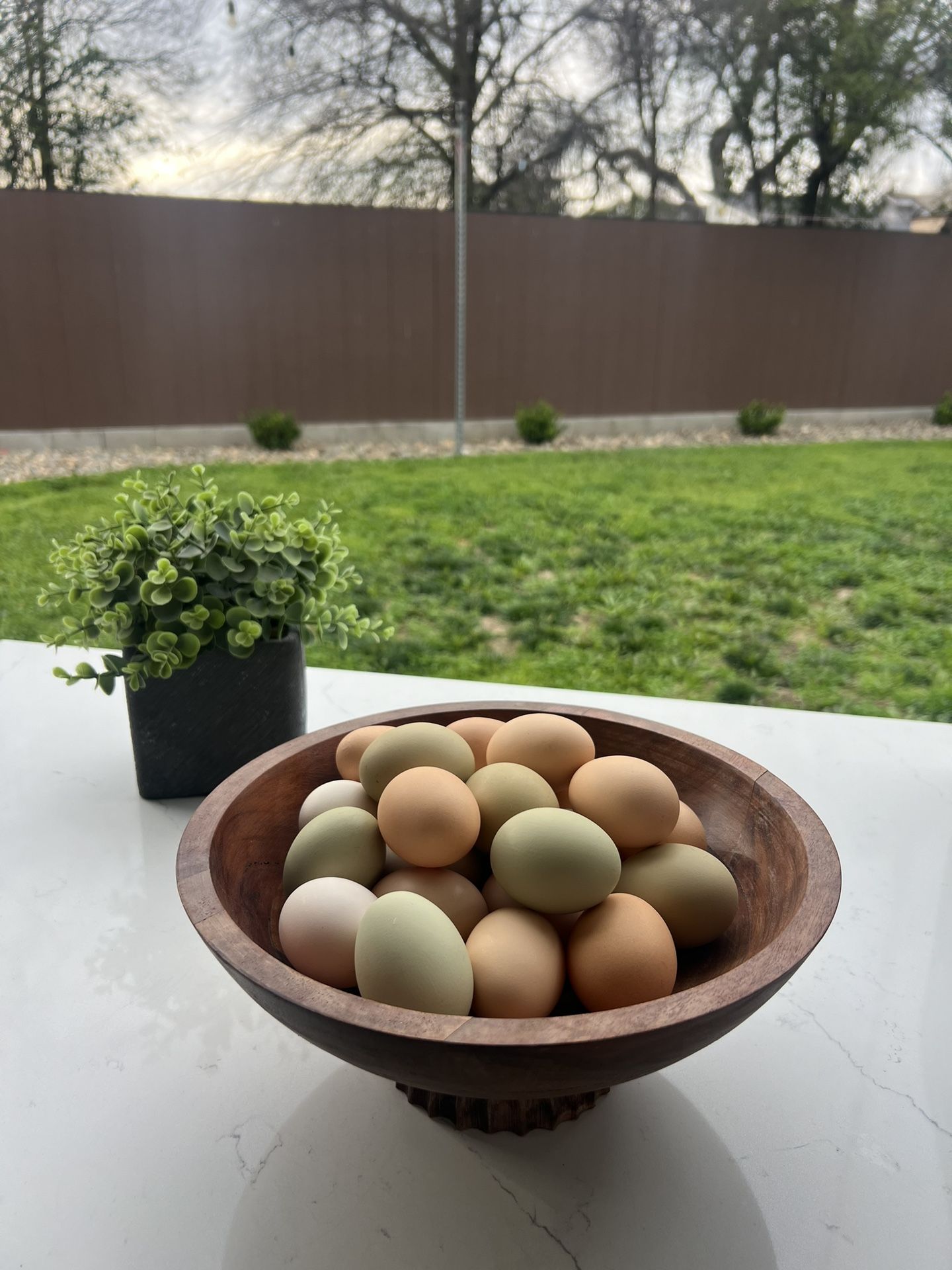 Chicken Eggs