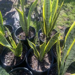 Lengua De Suegra $15 Cada Una