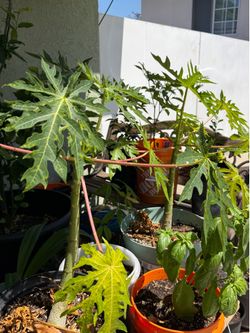 Papaya