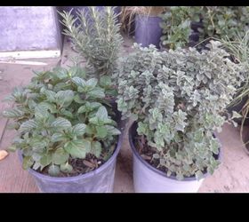 Herbs $4 when you buy 3 for $12