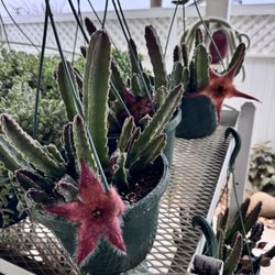 Stapeliads In Hanging Baskets $20 Each