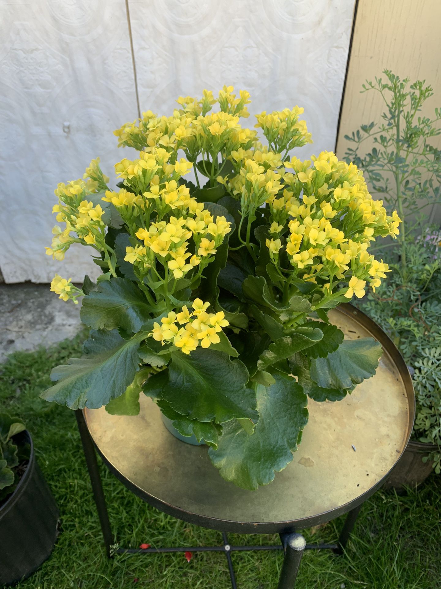 Indoor Plant