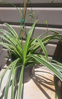 Bonita Planta